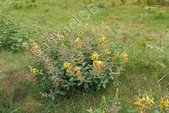 Crotalaria retusa